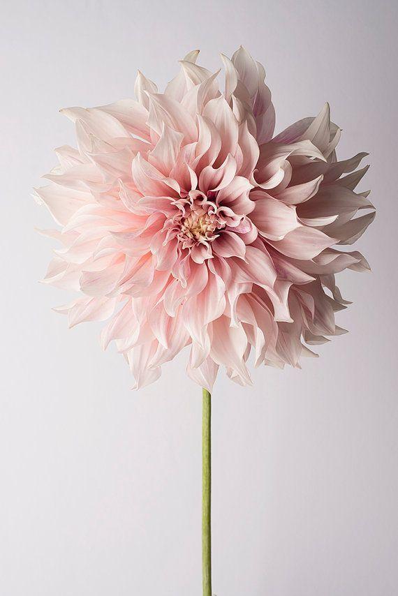 Serene Sunset Pastel Petal Medley